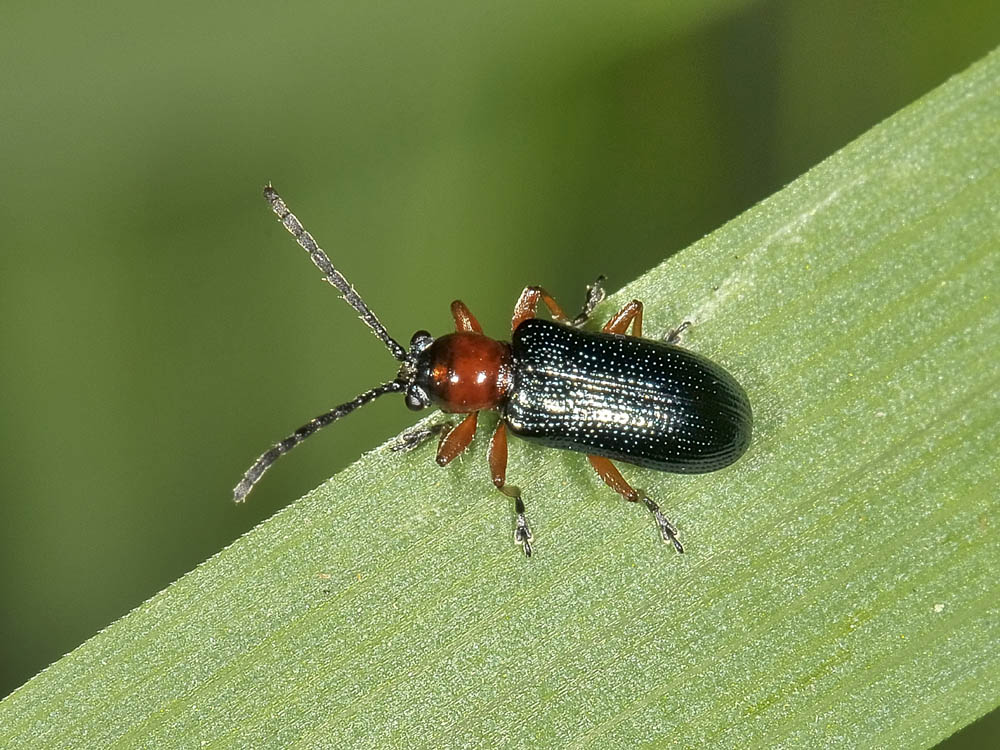 Oulema sp.